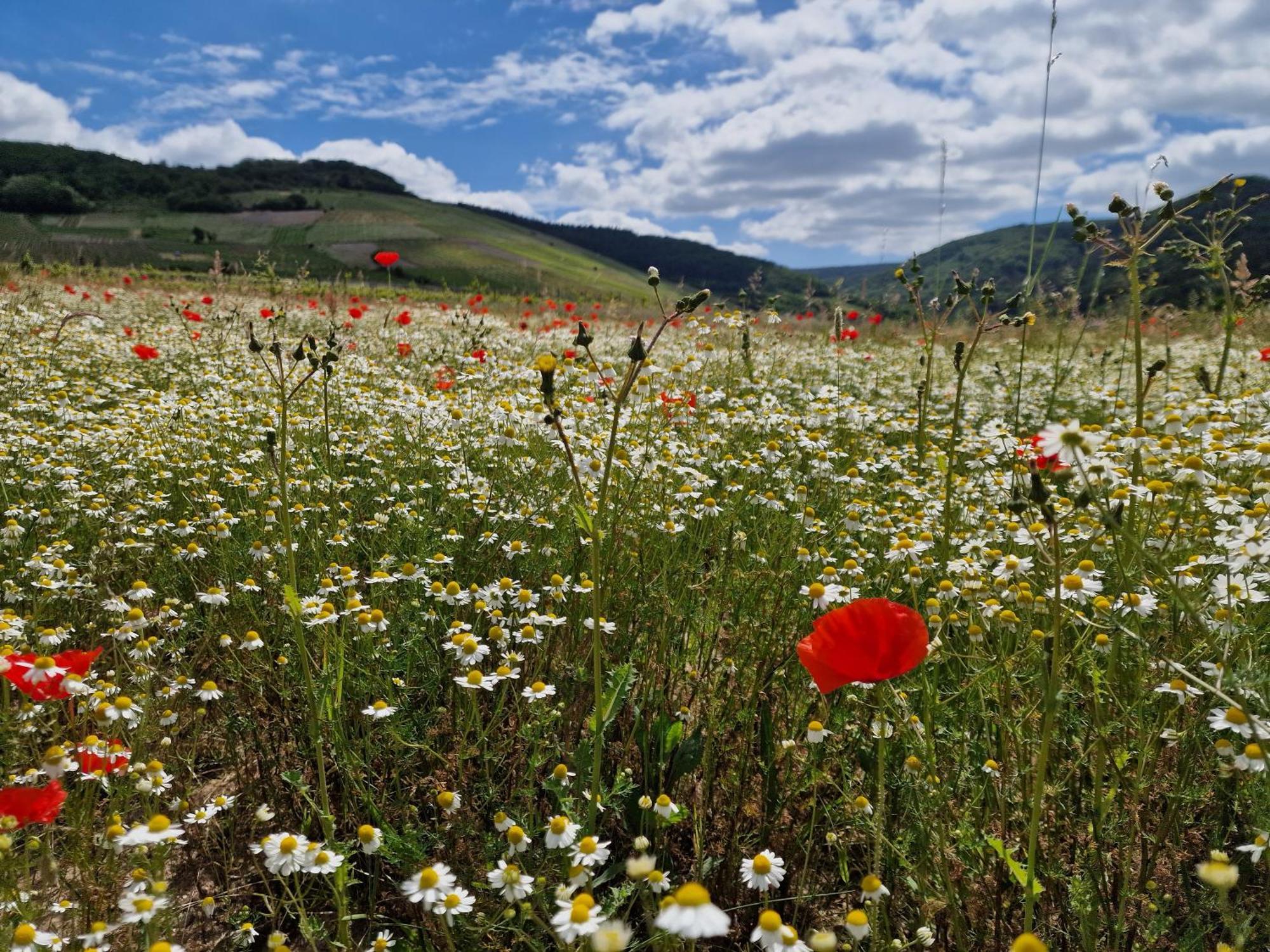 Das Rote Ferienhaus Terlinden Lieser Kültér fotó